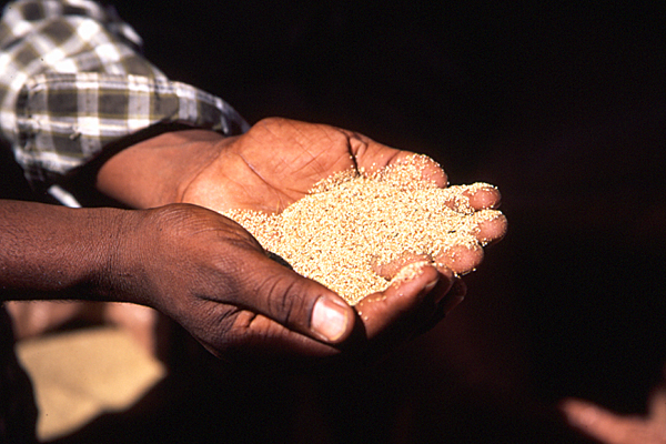 Teff-Getreide auf dem Markt in Bahir Dar - Äthiopien 2010 - (C)2010 by Hermann-Josef Bergmann